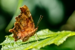 Comma