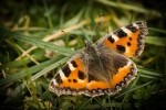 Small Tortoiseshell