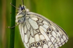 Marbled White (Melanargia Galathea)