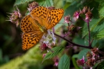 Silver-washed Fritillary