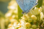 Holly Blue