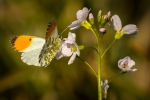 Male Orange Tip