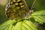 Speckled Wood