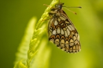 Heath Fritillary
