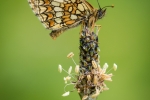 Heath Fritillary