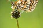 Heath Fritillary