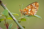 Pearl-bordered Fritillary