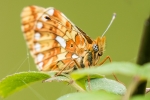 Pearl-bordered Fritillary