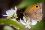 Meadow Brown