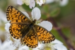 Small Pearl-bordered Fritillary
