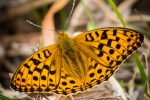 High Brown Fritillary
