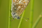 Male Common Blue