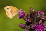Meadow Brown