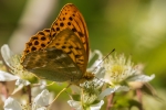 Silver-washed Fritillary