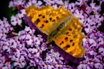 Comma on Buddleja