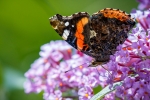 Red Admiral on Buddleia
