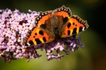 Small Tortoiseshell