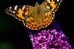 Painted Lady