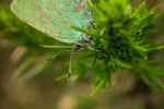 Green Hairstreak