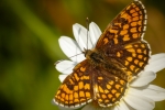 Heath Fritillary