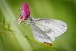 The Wood White and the Ant