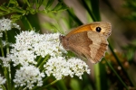 Meadow Brown