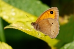 Meadow Brown