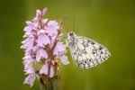 Marbled White on Heath Spotted Orchid