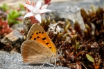 Small Copper