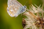 Common Blue (m)