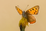 Small Copper