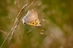 Small Copper