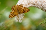 Silver-washed Fritillary