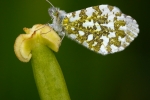 Female Orange Tip