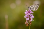 Marbled White