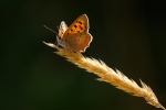 Small Copper