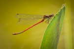 Large Red Damselfly