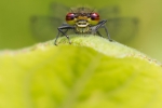 Large Red Damselfly