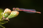 Large Red Damselfly
