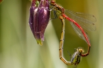 Mating Large Red Damselflies