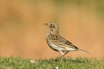 11 - Meadow Pipit