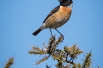 10 - Male Stonechat