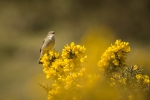 7 - Willow Warbler