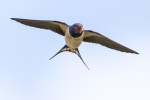 6 - Swallow