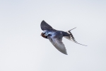 4 - Swallow soaring