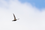 3 - Swift