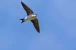 2 - House Martin