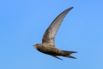 1 - Swift