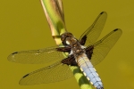 Broad-bodied Chaser