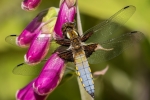 Broad-bodied Chaser (male)